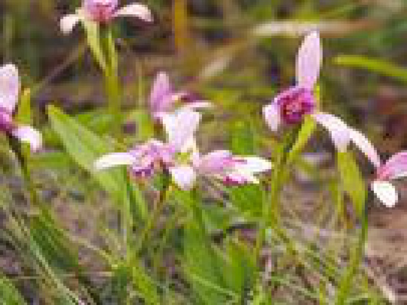 Бородатка ясонская