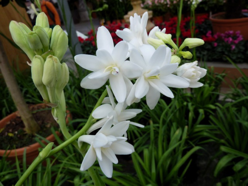 Полиантес, или Тубероза