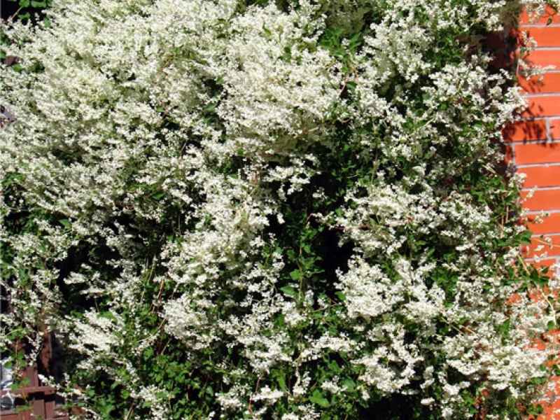 Горец Бальджуанский