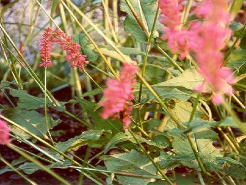 Горец свечевидный