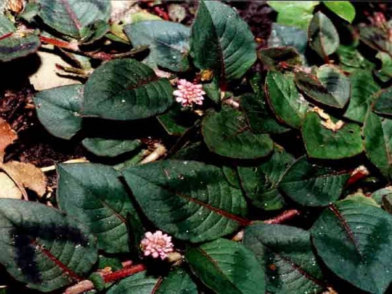 Горец головчатый (Р. capilatum) - описание вида, фотографии, уход, содержание, пересадка, вредители, размножение - Горец на Ваш Сад