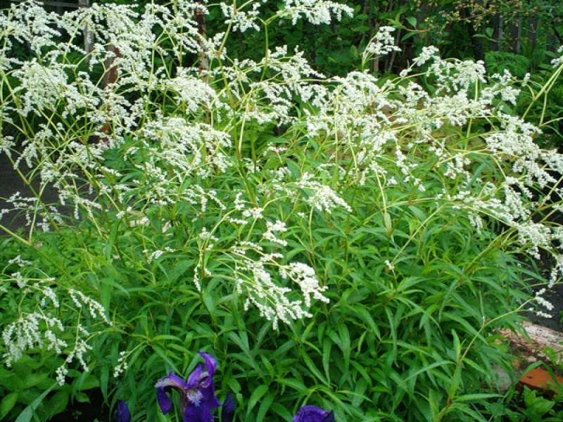 Горец растопыренный