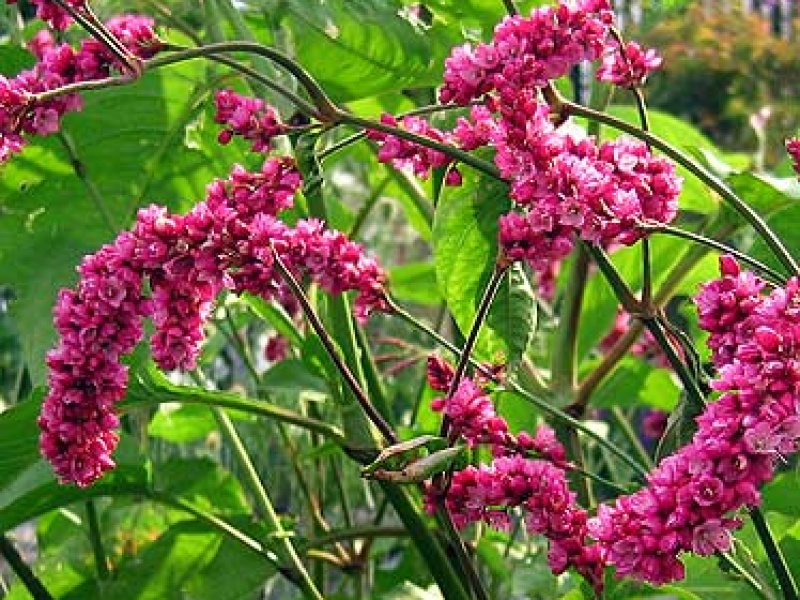 Горец восточный