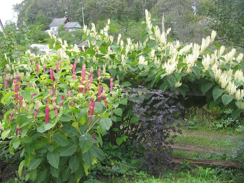 Горец сахалинский