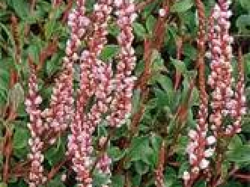 Горец брусниколистный