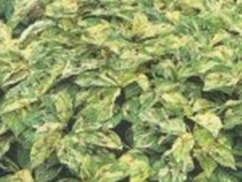 Горец виргинский