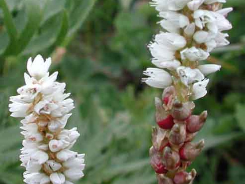 Горец живородящий