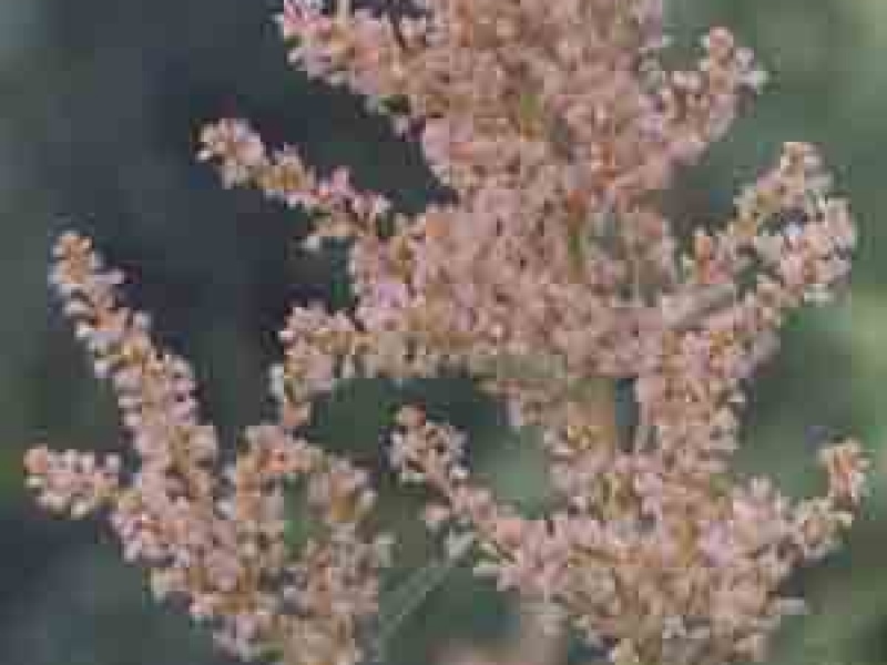 Горец Вейрихa