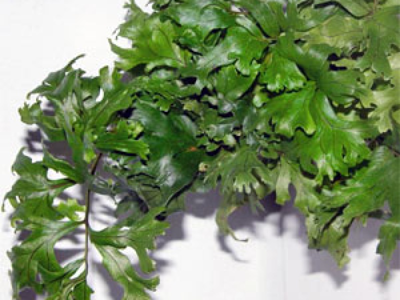 Полиподиум золотой