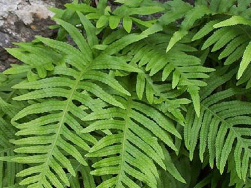 Полиподиум пупырчатый