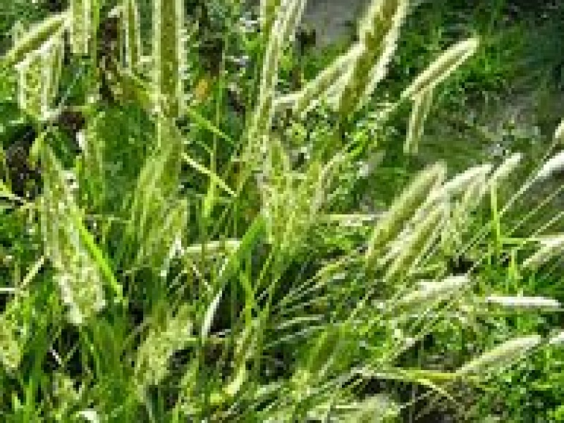 Полипогон горный