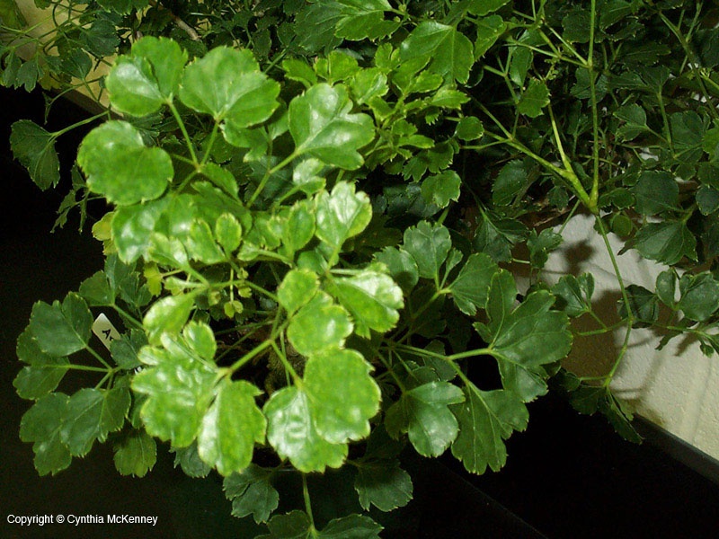 Полисциас Бальфура
