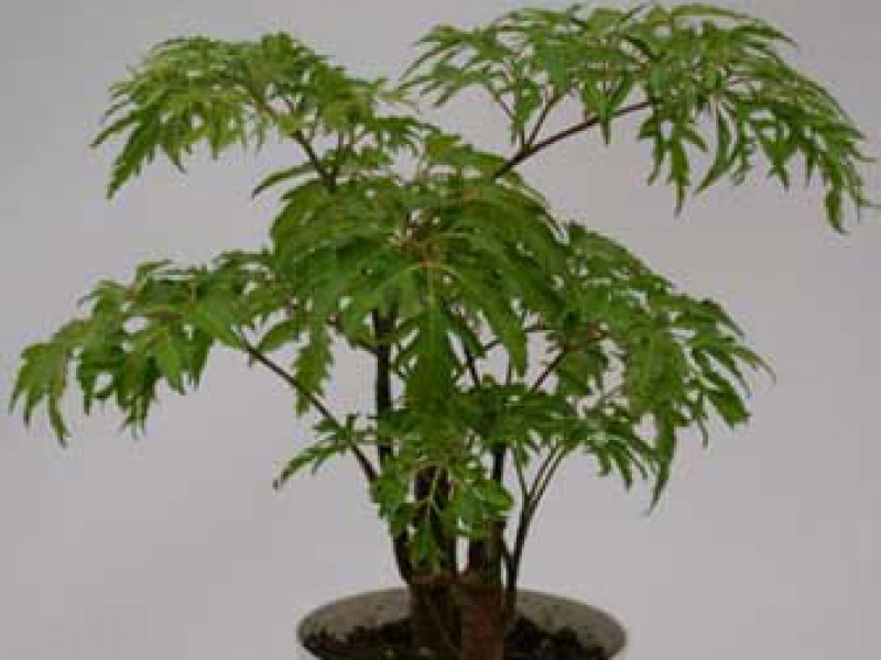 Полисциас кустарниковый