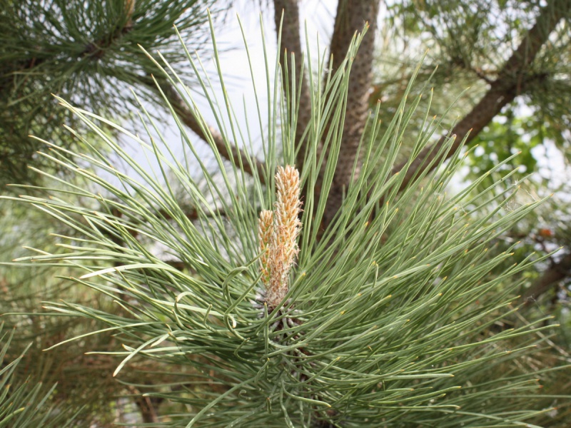 Сосна желтая