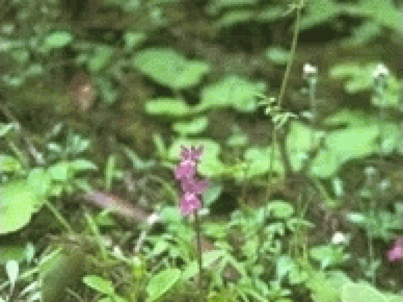 Понерорхис малоцветковая