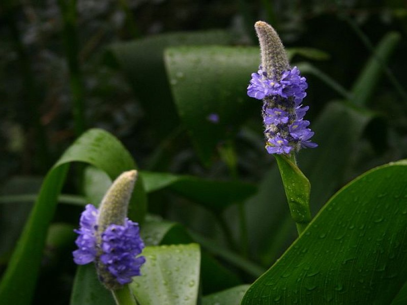 Понтедерия сердцелистная