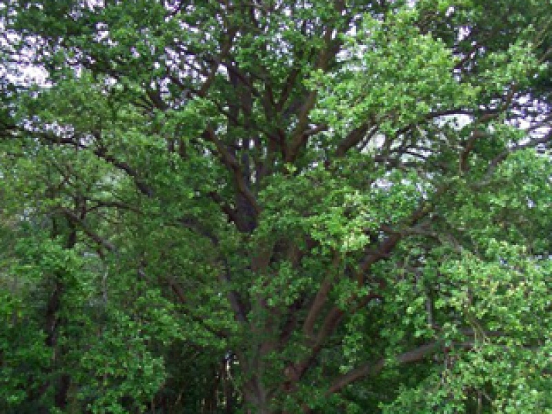 Summer oak