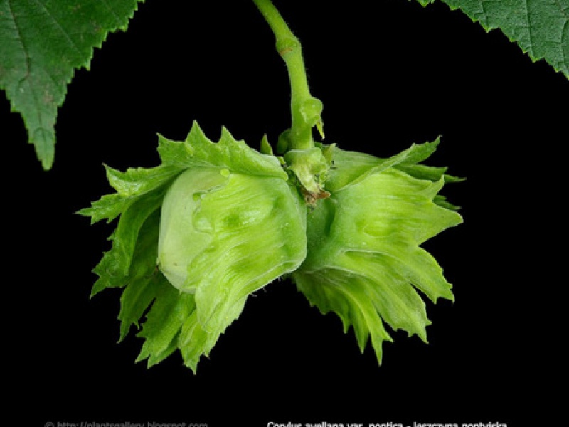 Лещина понтийская