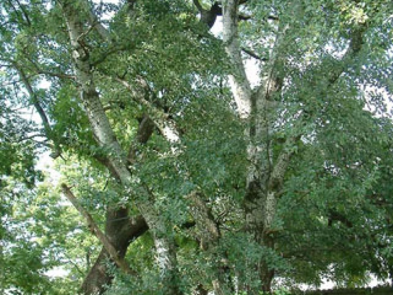White poplar, silver poplar