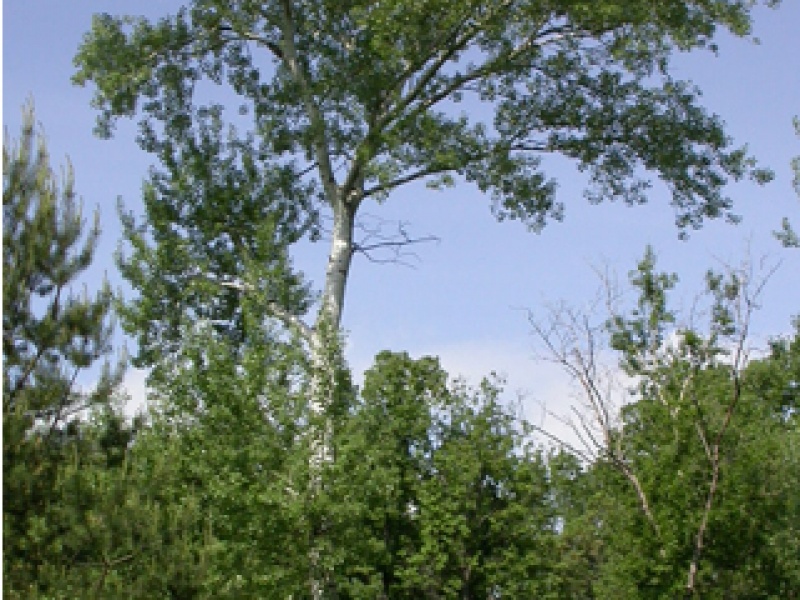 Silver poplar
