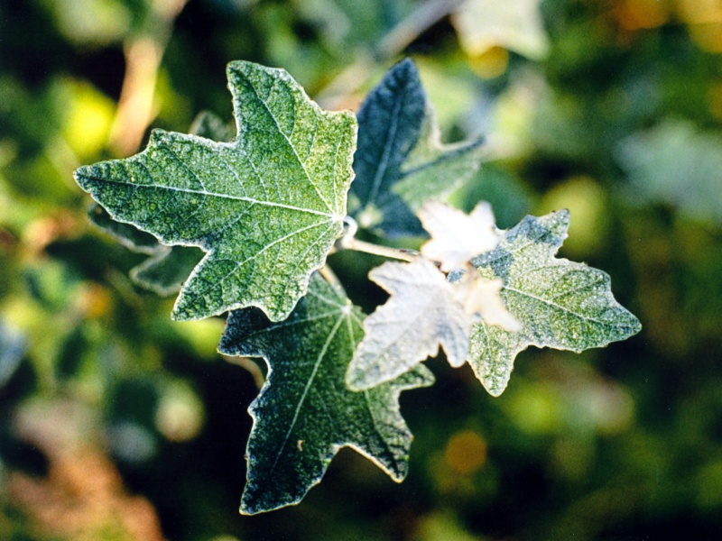 Тополь белый «Нивеа»