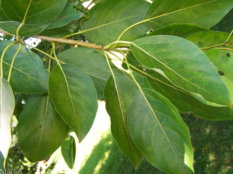 Тополь бальзамический