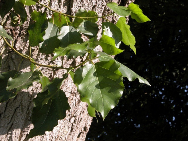 Тополь берлинский