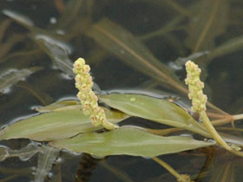 Рдест альпийский