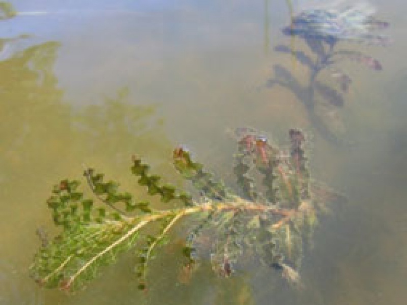 Рдест курчавый