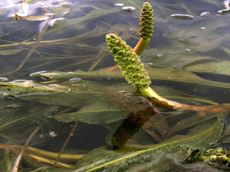 Рдест блестящий
