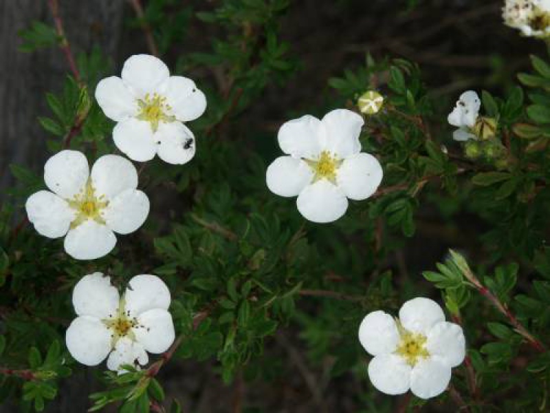 Лапчатка белая