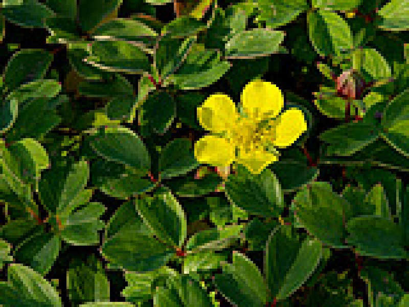 Лапчатка обманчивая