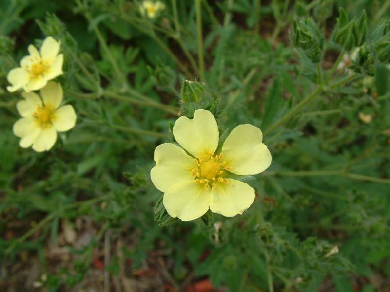 Лапчатка апеннинская