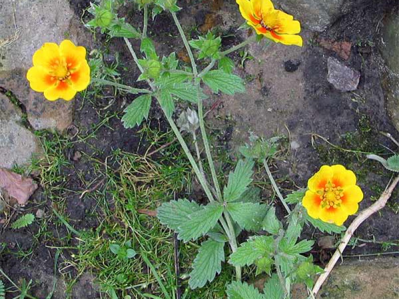 Лапчатка серебристолистная