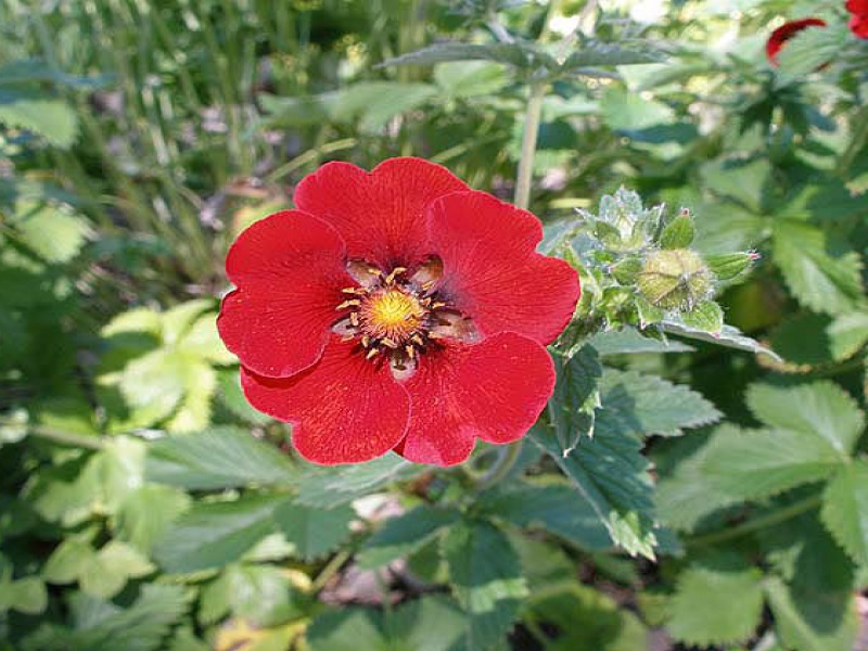 Лапчатка темно-кроваво-красная