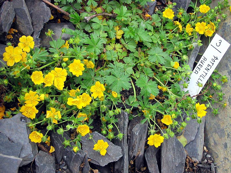 Лапчатка золотистая