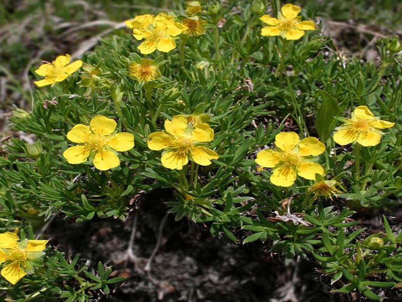 Лапчатка двухцветковая