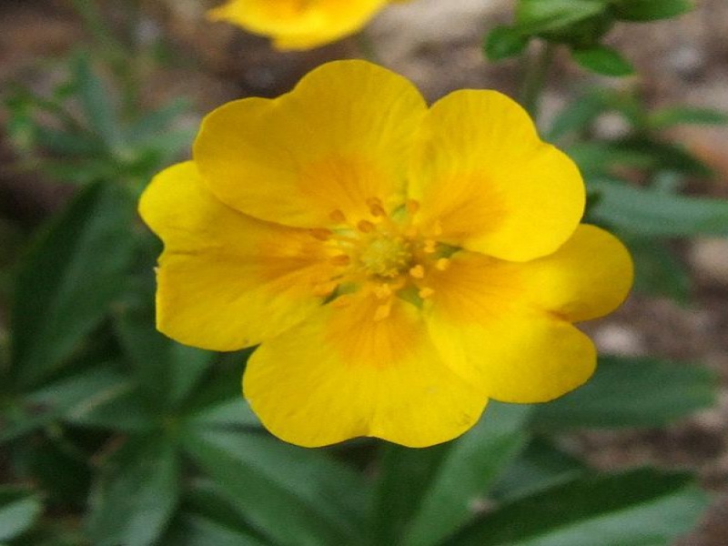 Лапчатка Кранца