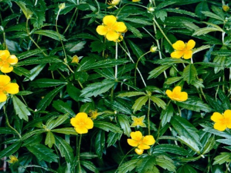 Лапчатка прямая