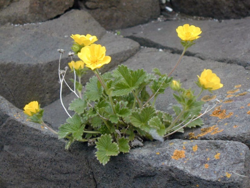 Лапчатка земляниковидная