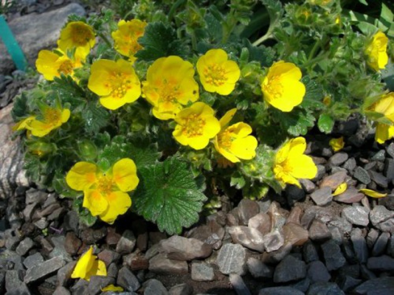 Лапчатка крупноцветковая