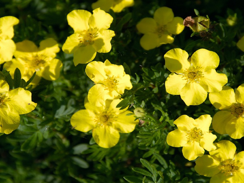 Лапчатка кустарниковая