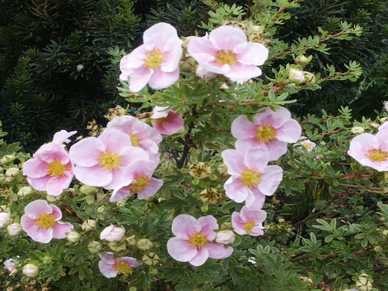 Лапчатка кустарниковая Пинк Квин