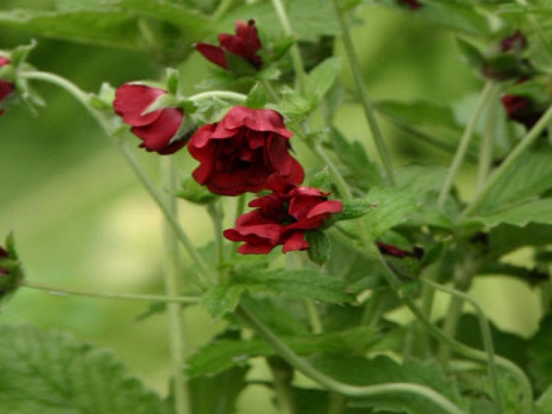 Лапчатка гибридная