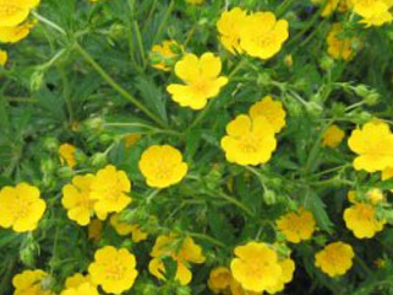 Cinquefoil