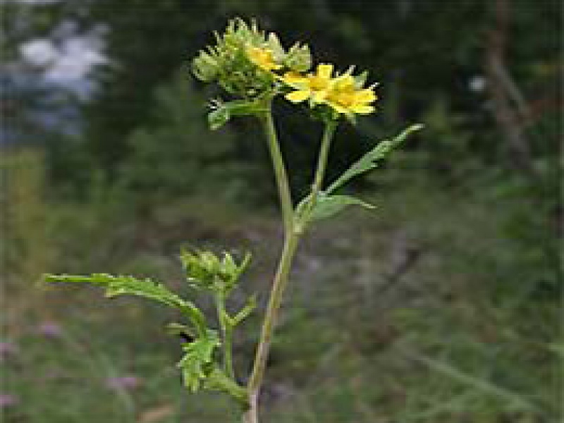 Лапчатка длиннолистная