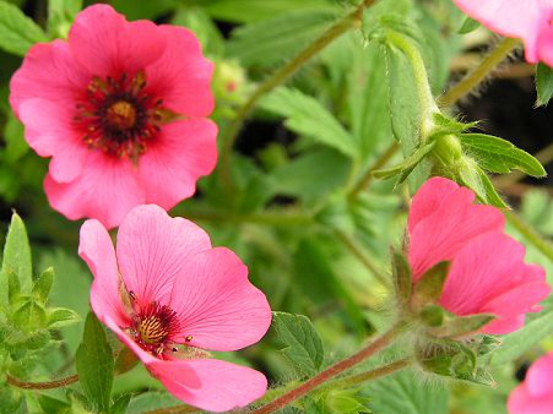 Лапчатка непальская