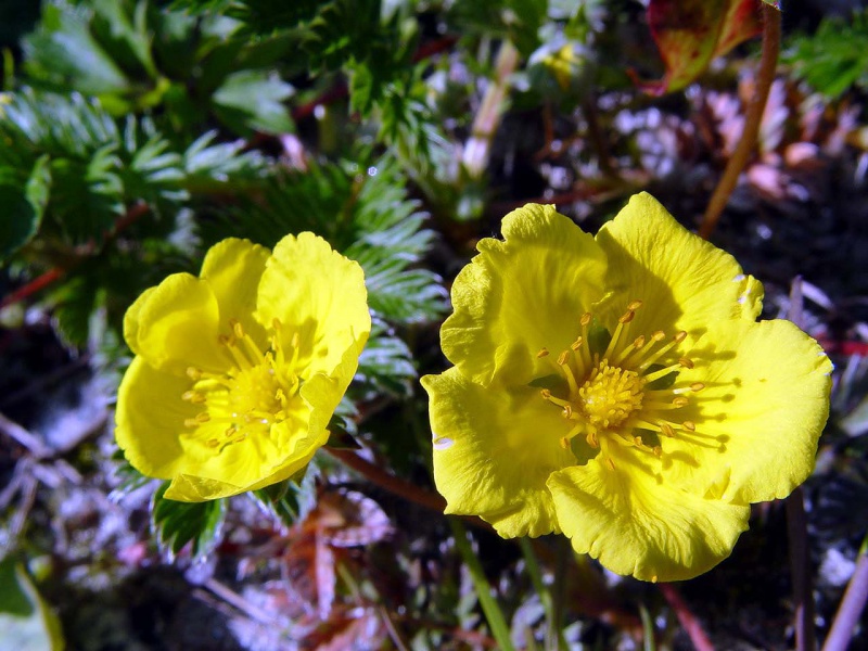 Лапчатка белоснежная