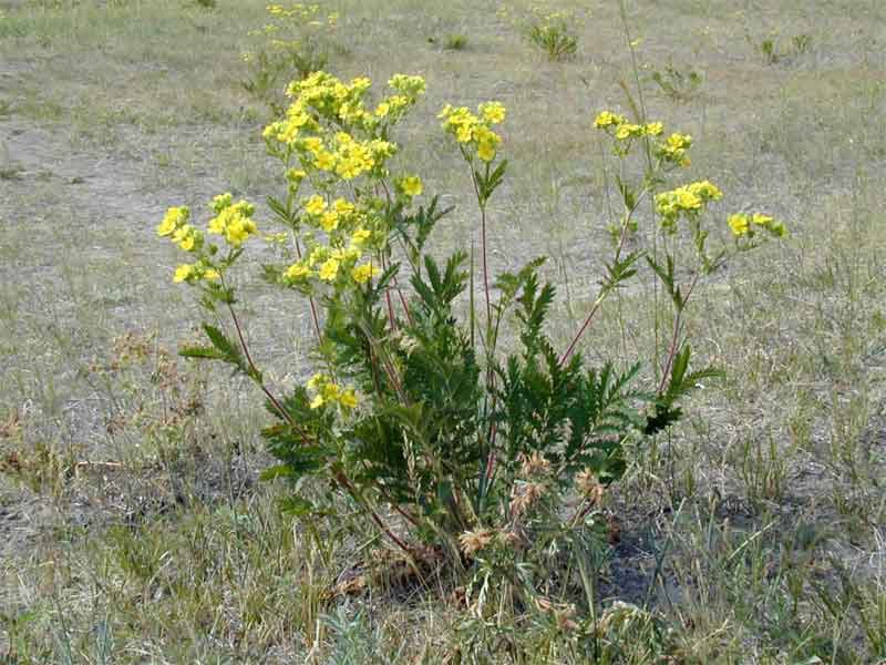 Лапчатка пижмолистная