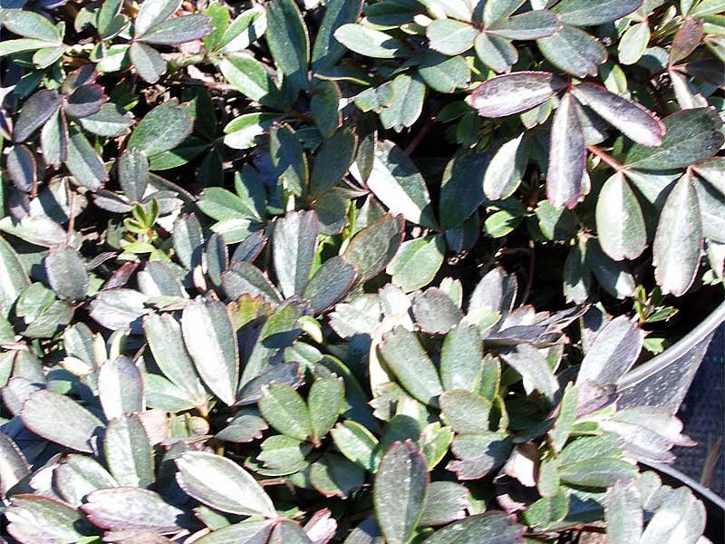 Лапчатка трехзубчатая